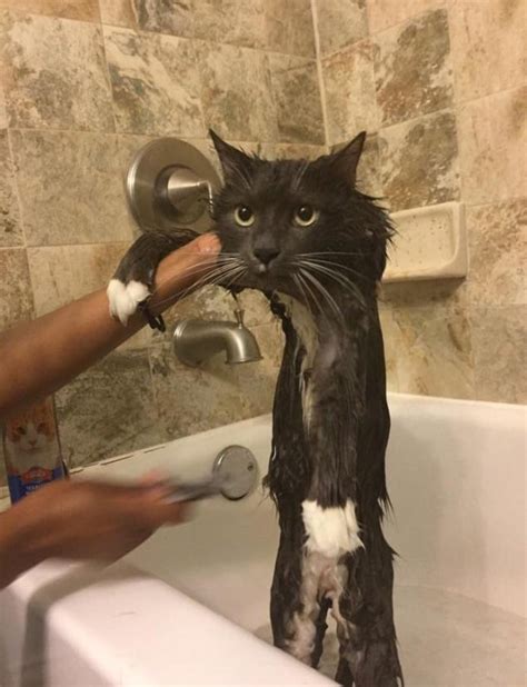 This fluffy cat gets a bath - Meme Guy