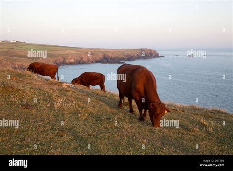 Ruby Red Cattle Kynance Cove Cornwall Uk Stock Photo Alamy
