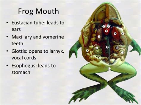 Deuterostome Lab