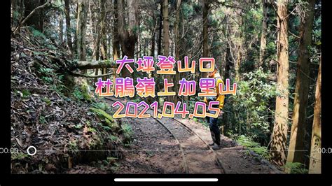 老翁退休遊記：大坪登山口、杜鵑嶺上加里山 20210405 Youtube