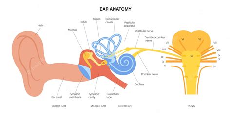 Premium Vector | Ear anatomy diagram