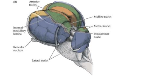 Cerebellum Basal Ganglia And Thalamus Flashcards Quizlet