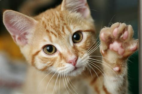 Swollen Cat Paw Causes Symptoms Prevention And Treatment