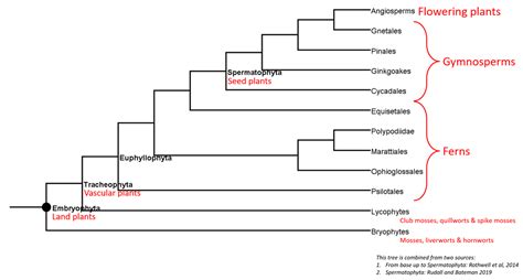 Evolution Of Land Plants