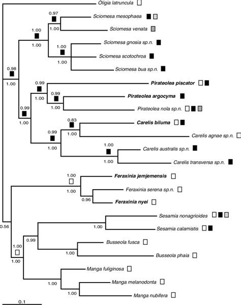 Phylogenetic Tree Resulting From Bayesian Analysis Of The Mixed Data