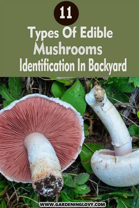 11 Types of edible mushrooms identification in backyard in 2023 ...