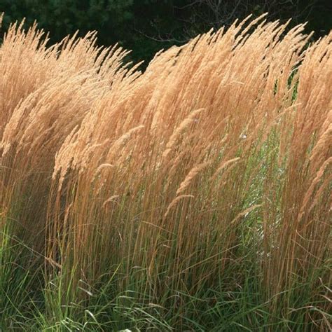 Buy Online Feather Reed Grass Karl Foerster For Your Home And Garden Maya Gardens Inc