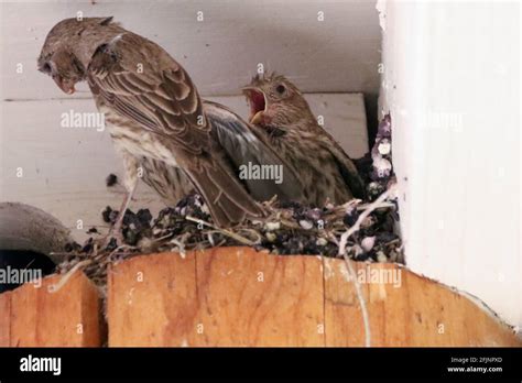 Nestling House Finches Stock Photo Alamy