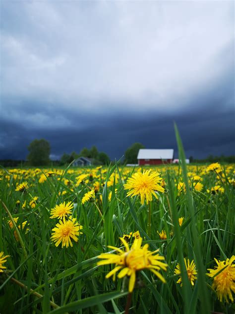 Gambar Thuderstorm Bunga Bunga Horison Langit Pemandangan Alam