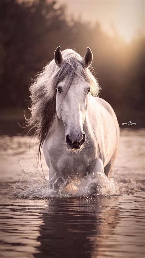 Pin By Manon Harpin On Photos De Chevaux In 2024 Horse Photos Horses