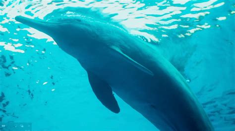 Chinese White Dolphins Giant Panda Of The Sea Cgtn