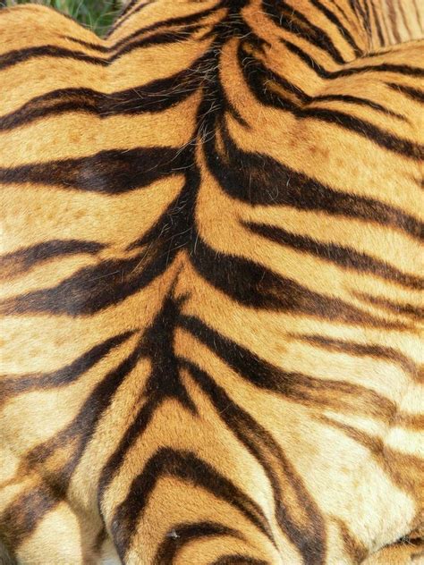 tiger stripes stock  images  backgrounds