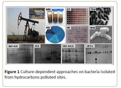 Bacterial Degradation Of Petroleum And Petroleum Products Insight