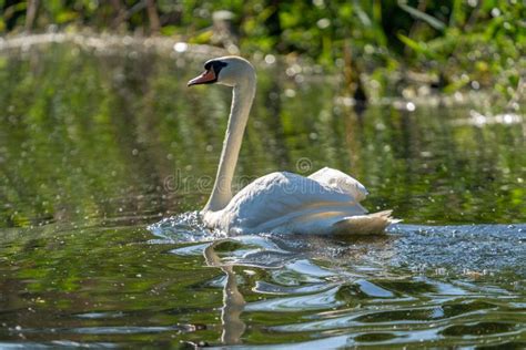 Cisne Mudo En El Delta De Danubio Imagen De Archivo Imagen De Europa