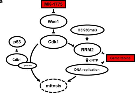 Characterization Of Three Novel H3F3A Mutated Giant Cell Tumor Cell