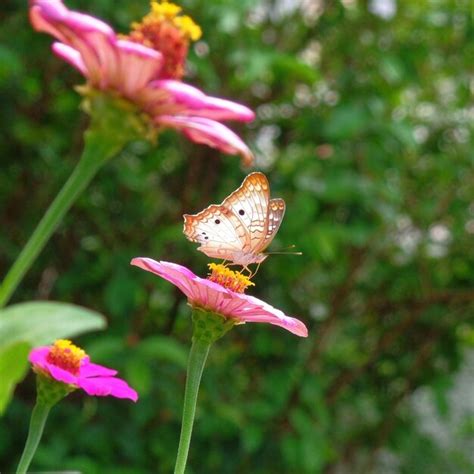 Premium Photo Close Up Of Butterfly On Pink Flower