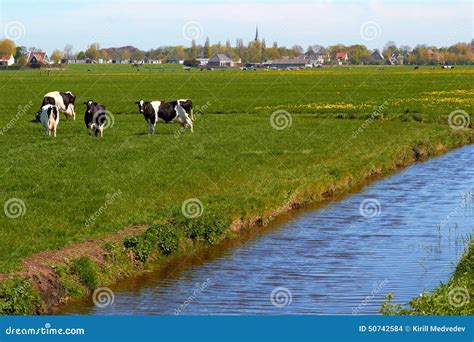 Typical Dutch Landscape With Cows Farmland And A Farm House Stock Photo