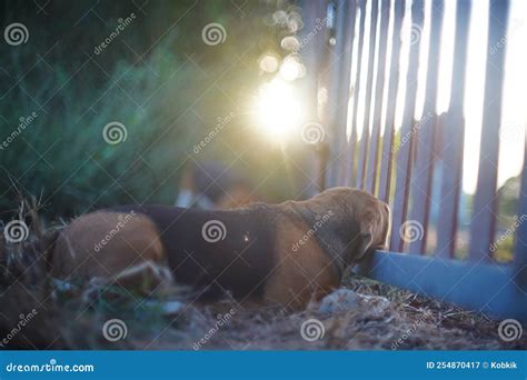 A Cute Beagle Dog Looking Out Of The Fence Gap In The Evening Stock