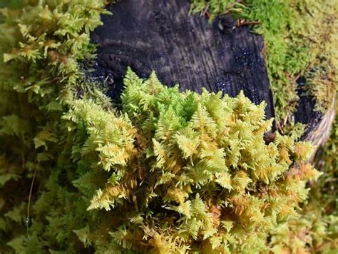 Types Of Mosses For Your Garden Trees