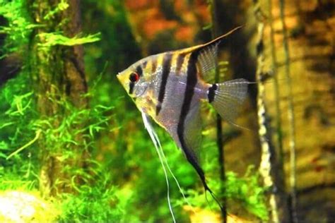 Acar Bandeira Selvagem A Cm Pterophyllum Scalare Os Melhores