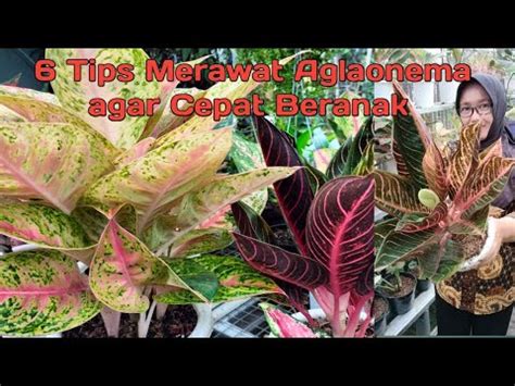 Tips Merawat Aglaonema Agar Cepat Beranak Tumbuh Tunas Baru Youtube