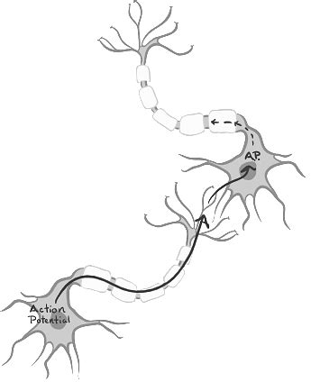 Signal Propagation The Movement Of Signals Between Neurons Biology