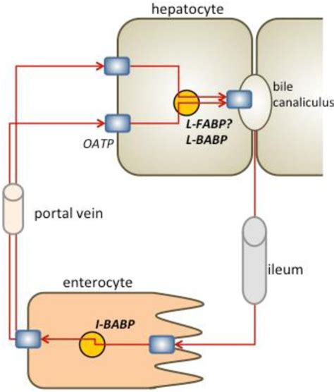 Schematic Representation Of The Liver Small Intestine Circulation Of