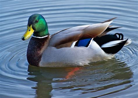 Female And Male Mallard Duck