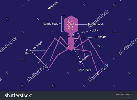 Bacteriophage Virus DNA Vector Diagram Royalty Free Stock Vector