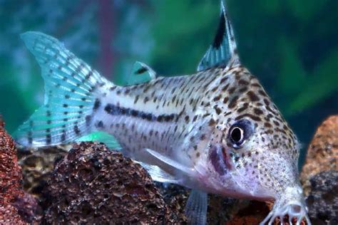 Corydoras Melanistius: Care Guide to Bluespotted Corydoras