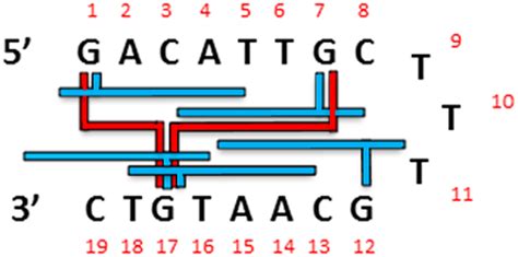 Ap 1 Consensus Sequence Schematic Diagram Of The Various Possible