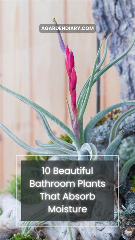 Beautiful Bathroom Plants That Absorb Moisture