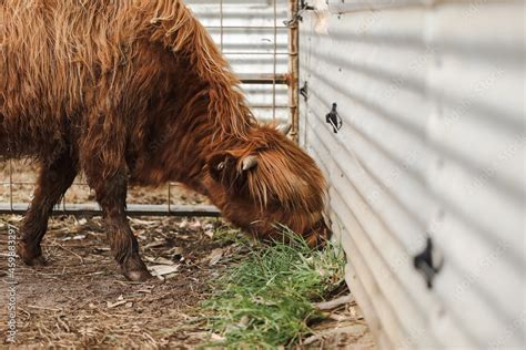 Beautiful young Highland Cow steer in cattle yards Stock Photo | Adobe ...