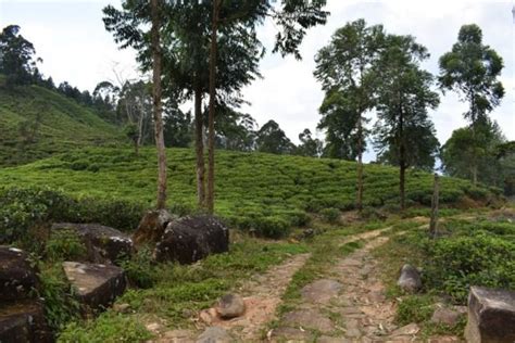 Nawalapitiya 52 acres tea plantation for sale sri lanka 8 | Lanka Real Estate