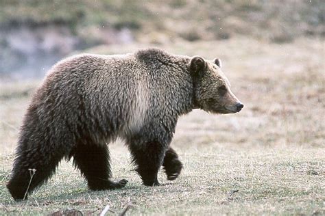 File:Grizzly bear glacier national park 3.jpg - Wikimedia Commons