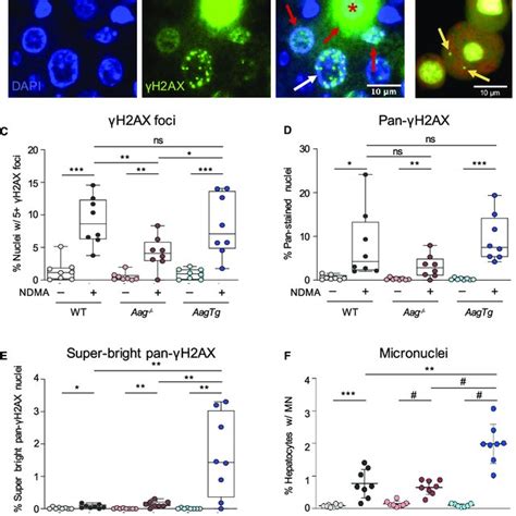 Aag Levels Modulate Ndma Induced Phosphorylation Of H Ax And Mns A