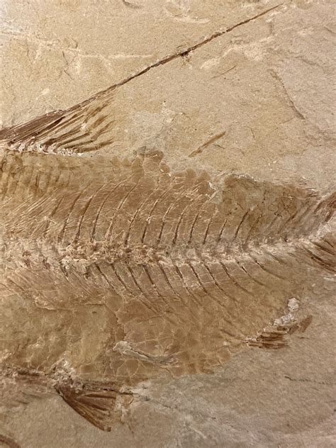 Lebanon Fossil Nematonotus Longispinus From Hgula Cretaceous100