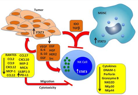 Effects Of Cancer Cell Derived Factors That Drive Stat3 Activation In