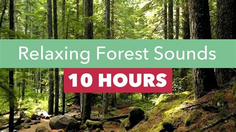 Relaxing Forest Sounds For Relaxing Meditation And Deep Sleep 10