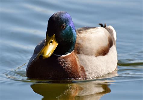 Duck Mallard Drake - Free photo on Pixabay