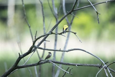 Free Images Tree Nature Grass Branch Fence Barbed Wire Vehicle