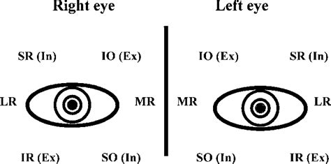 Inferior Oblique Eye Movement