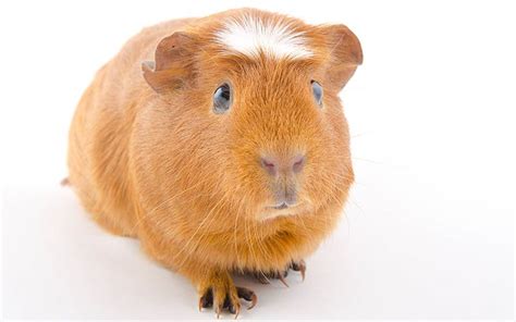 A Complete Guide To Guinea Pig Colors - With Photos!