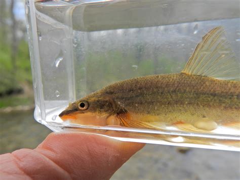 Maryland Biodiversity View Thumbnails Longnose Dace Rhinichthys