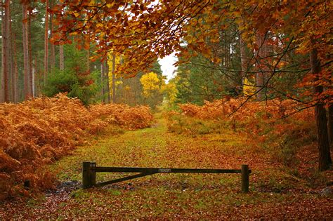 Uk Autumn Wallpapers Wallpaper Cave