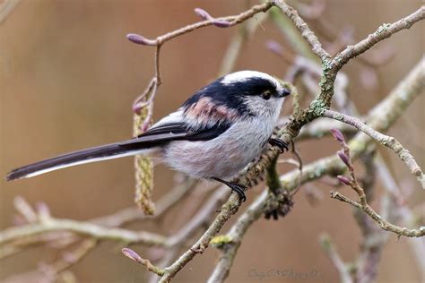 Orite à longue queue Aegithalos caudatus Long tailed T Flickr