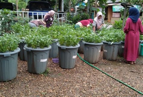 Budikdamber Budidaya Ikan Dan Sayur Dalam Ember Mulai Diminati