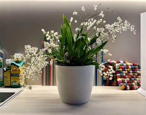 Oncidium „twinkle Orchids