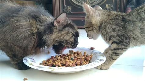 Feral Mother Cat Sacrifices Food For Her Kittens Heartwarming Moment