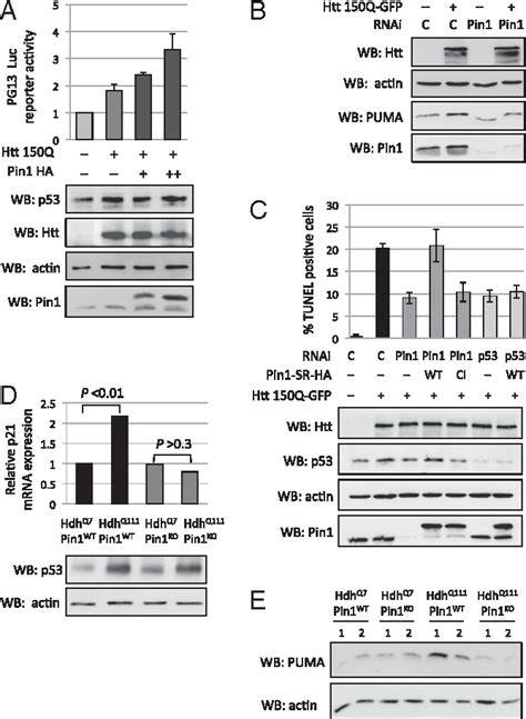 Figure From Ser Phosphorylation And Prolyl Isomerase Pin Mediated